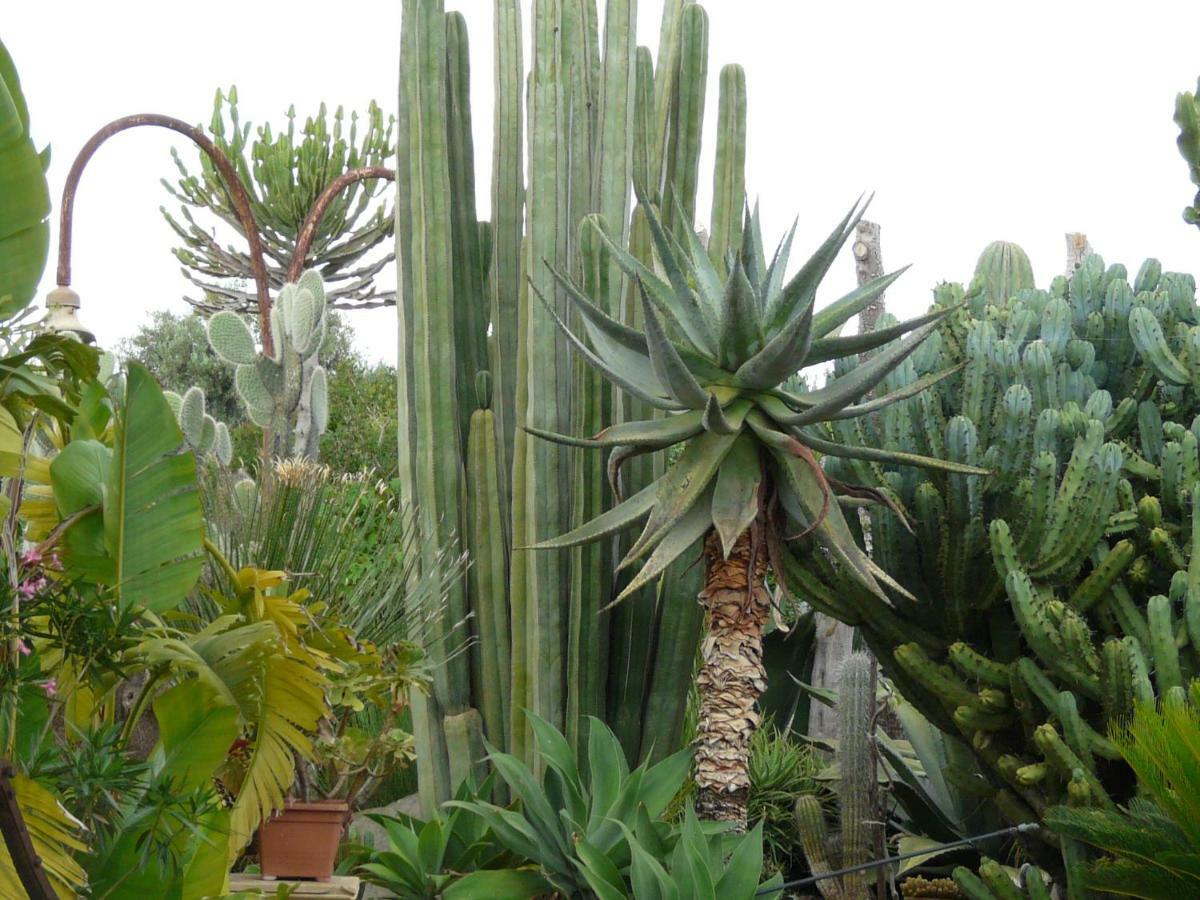 Villa Yucca Avola Eksteriør bilde