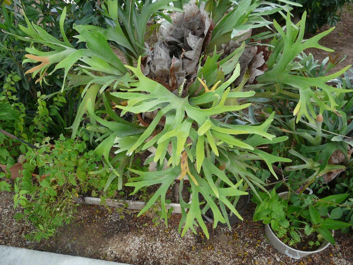Villa Yucca Avola Eksteriør bilde