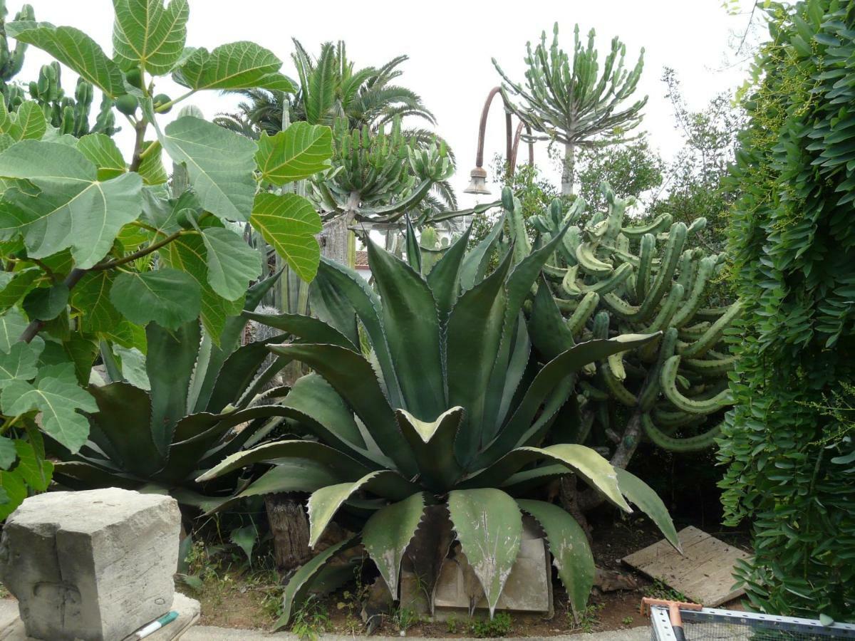 Villa Yucca Avola Eksteriør bilde